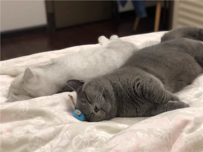 新手养猫须知：初次养猫的注意事项和需要准备什么?