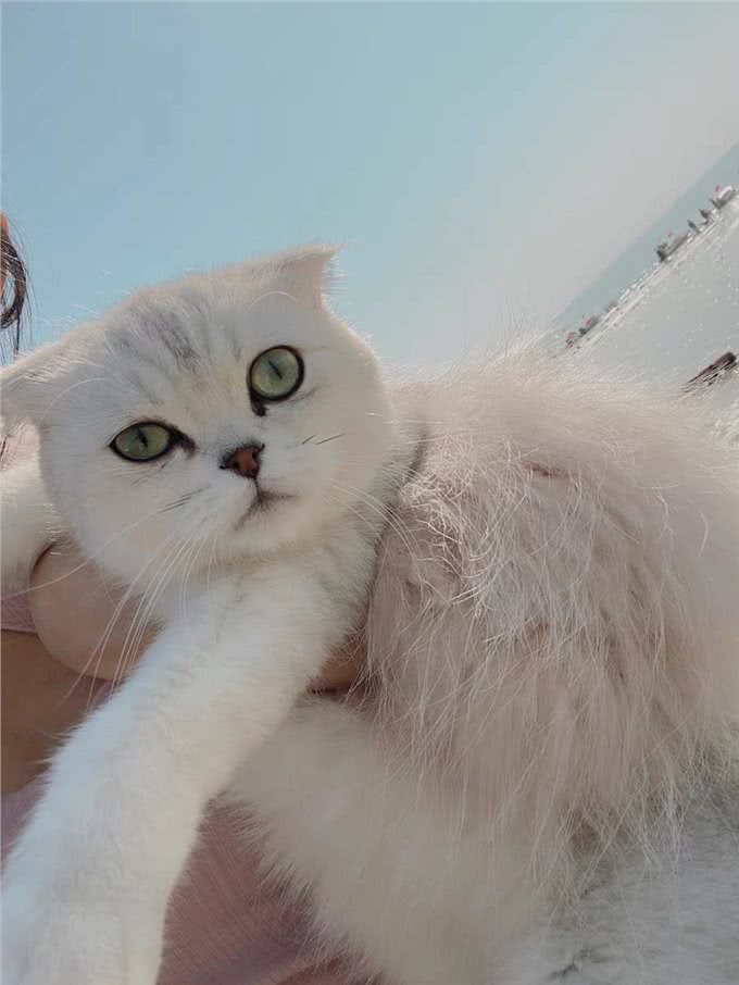 新手养猫须知：初次养猫的注意事项和需要准备什么?
