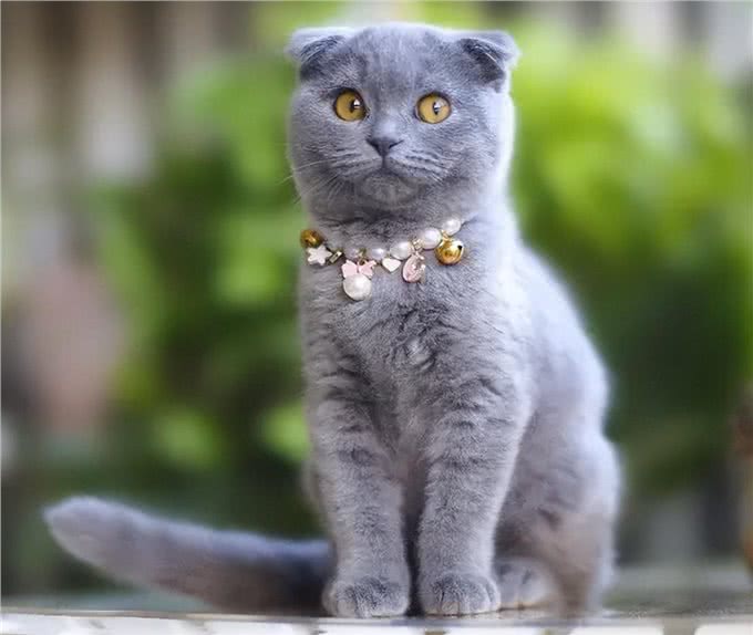 饲养英短蓝猫的小技巧，学会了一生受用