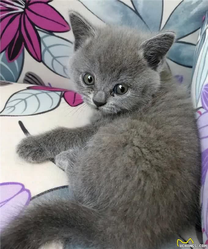 饲养英短蓝猫的小技巧，学会了一生受用