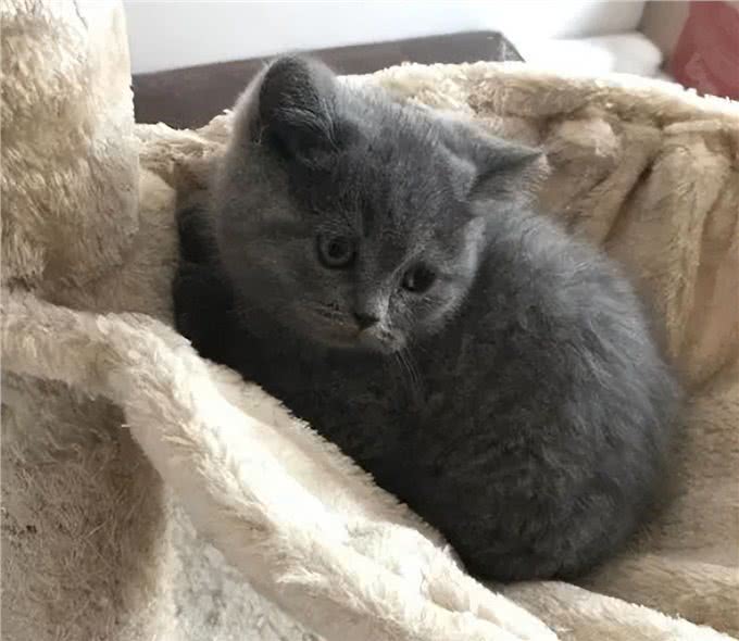 饲养英短蓝猫的小技巧，学会了一生受用