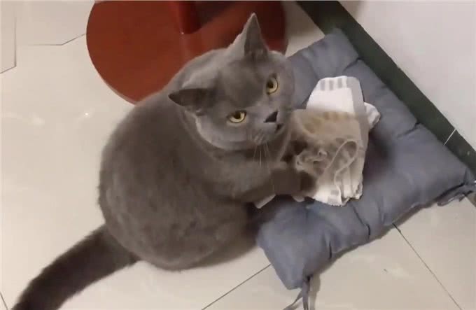 饲养英短蓝猫的小技巧，学会了一生受用