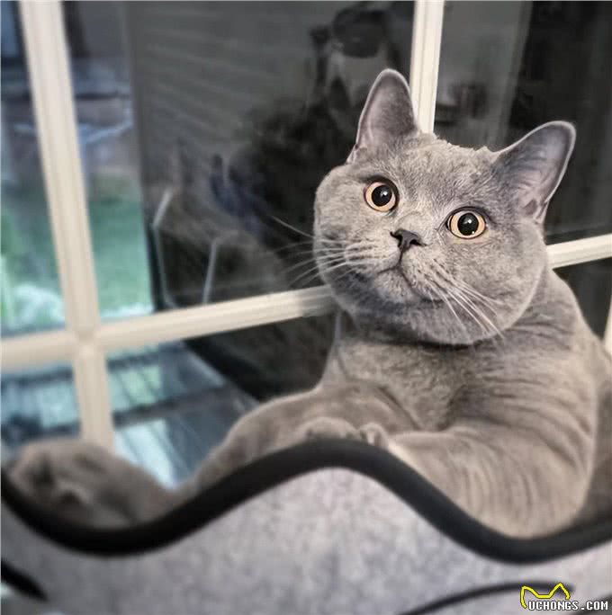 饲养英短蓝猫的小技巧，学会了一生受用