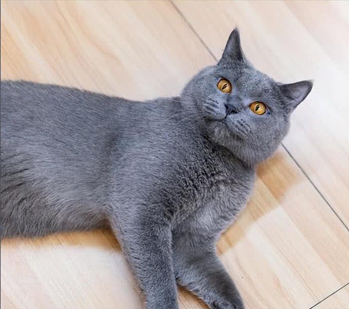 饲养英短蓝猫的小技巧，学会了一生受用