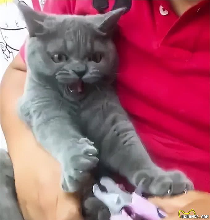 饲养英短蓝猫的小技巧，学会了一生受用