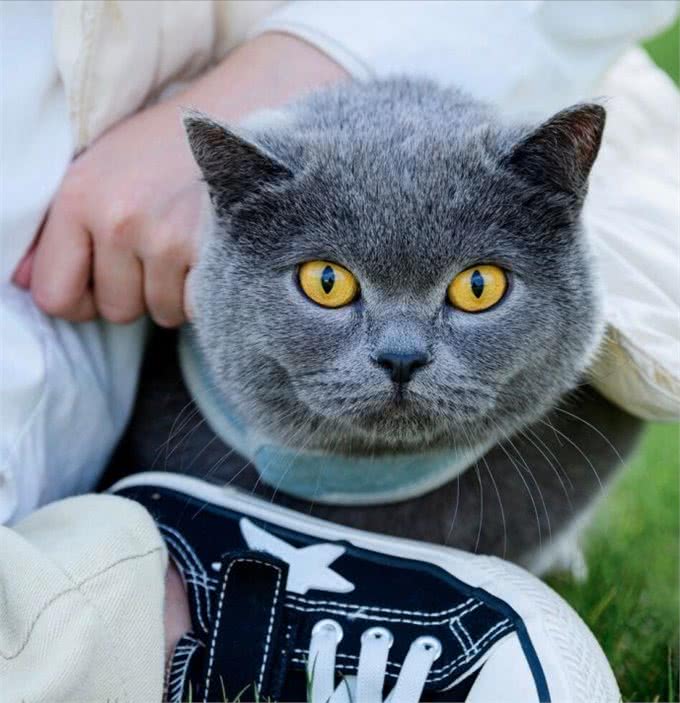 饲养英短蓝猫的小技巧，学会了一生受用