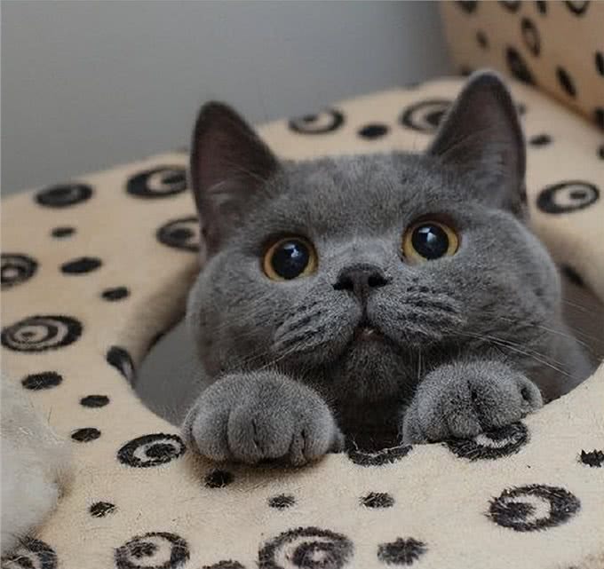 饲养英短蓝猫的小技巧，学会了一生受用