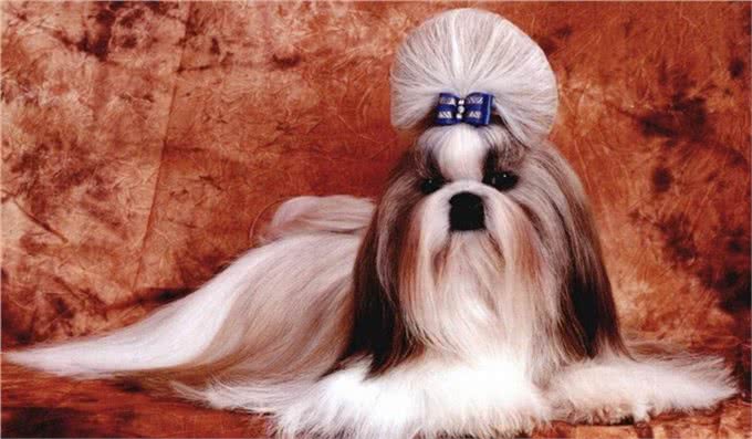 世界名犬—西施犬(菊花犬、狮毛犬、中国狮子犬)玩具犬类