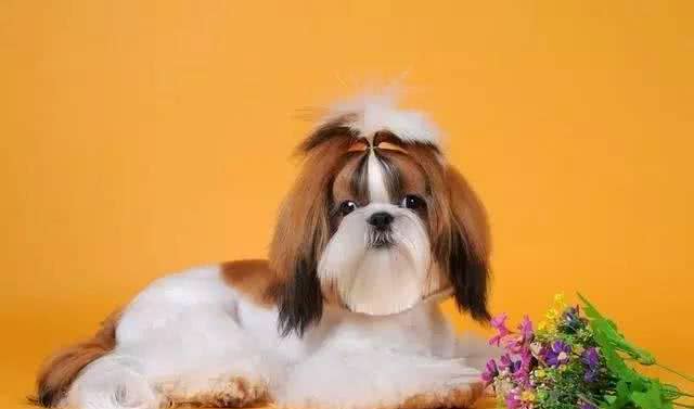 世界名犬—西施犬(菊花犬、狮毛犬、中国狮子犬)玩具犬类