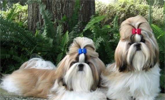 世界名犬—西施犬(菊花犬、狮毛犬、中国狮子犬)玩具犬类