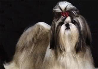 世界名犬—西施犬(菊花犬、狮毛犬、中国狮子犬)玩具犬类