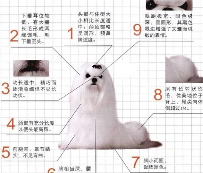 世界名犬—西施犬(菊花犬、狮毛犬、中国狮子犬)玩具犬类