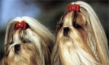 世界名犬—西施犬(菊花犬、狮毛犬、中国狮子犬)玩具犬类