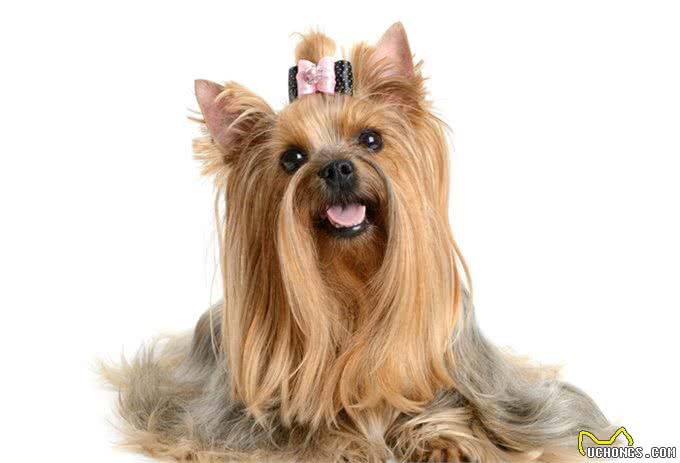 世界名犬—西施犬(菊花犬、狮毛犬、中国狮子犬)玩具犬类