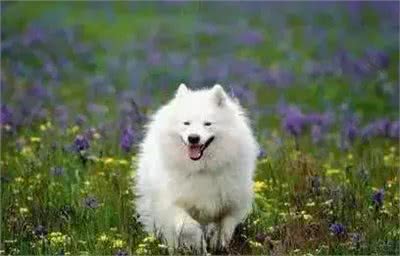 宠物驱虫指南，盘点犬猫常见体内外寄生虫，多种驱虫药作用大不同