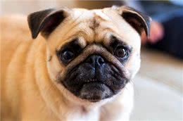巴哥犬值不值得养?看完这几点，网友:不敢想了