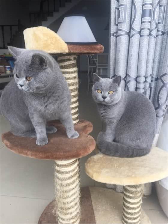 名字最多的贵族猫我是谁我就是俄罗斯蓝猫