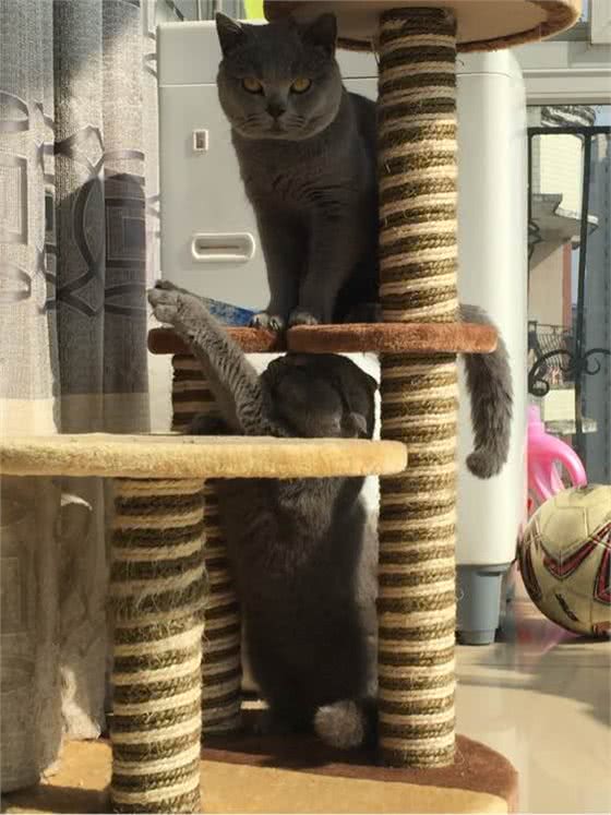 名字最多的贵族猫我是谁我就是俄罗斯蓝猫