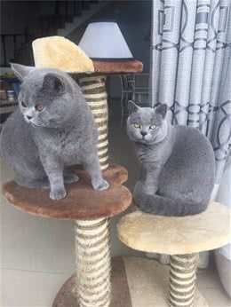 名字最多的贵族猫我是谁我就是俄罗斯蓝猫
