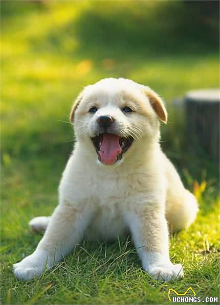 关于狗狗打疫苗的那些事儿