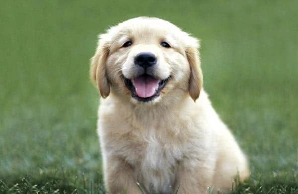 关于狗狗打疫苗的那些事儿