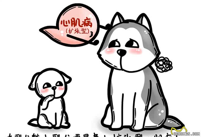 牛磺酸，无谷狗粮与狗狗的扩张型心肌病