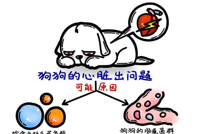 牛磺酸，无谷狗粮与狗狗的扩张型心肌病