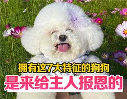 狗狗拥有这7大特征，是来给主人报恩的，真是捡到宝了