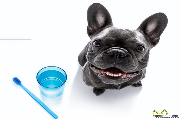 警惕!小型犬更易患牙周病,守护爱犬口腔健康刻不容缓