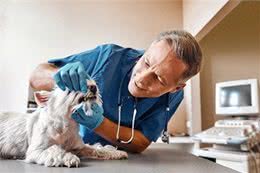 警惕!小型犬更易患牙周病，守护爱犬口腔健康刻不容缓