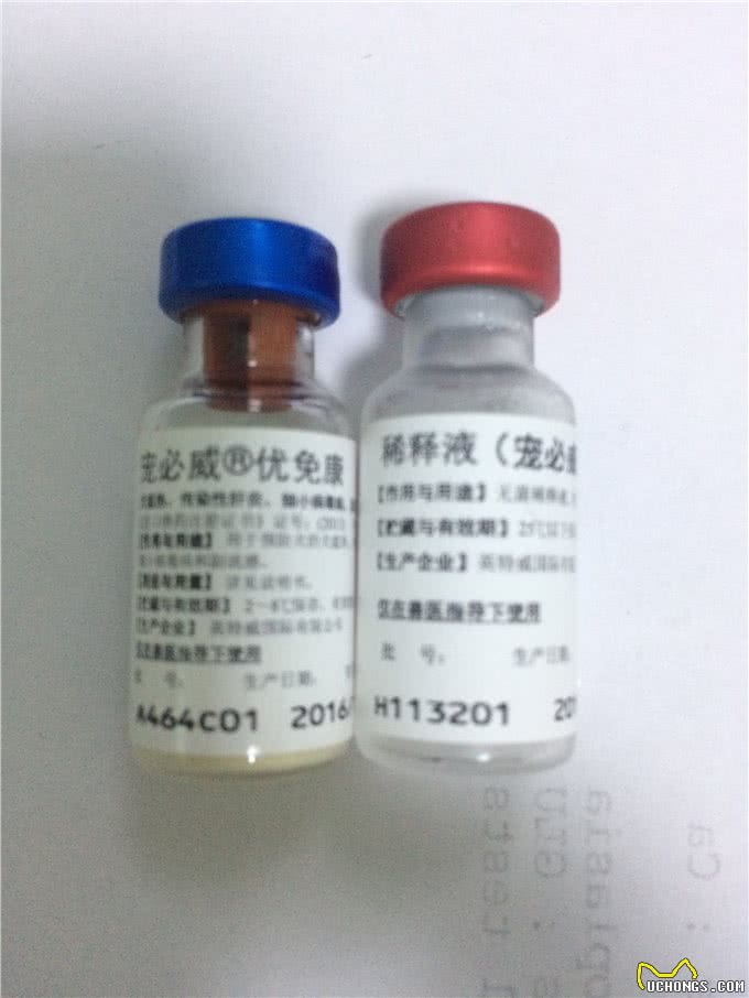狗狗如何进行有效的预防免疫?