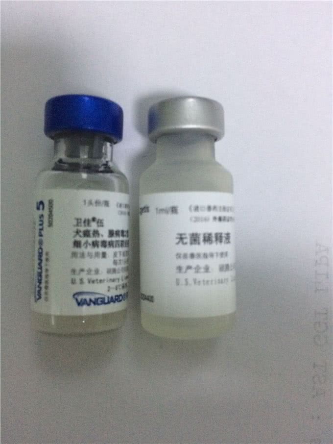 狗狗如何进行有效的预防免疫?