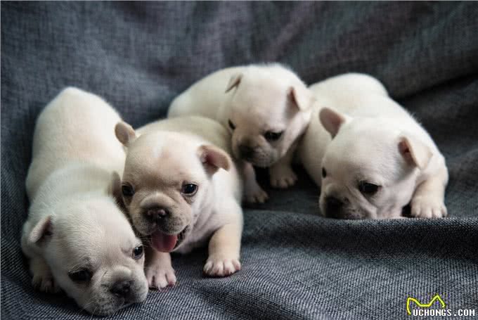 饲养法国斗牛犬,有什么注意事项