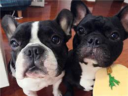 饲养法国斗牛犬，有什么注意事项