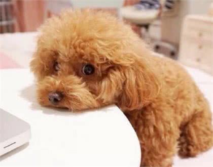 狗狗害怕吹风机怎么办?不用担心，三步轻松搞定