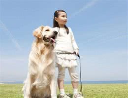 如果你家金毛犬，对你做这5点，其实是把你当成它的孩子了