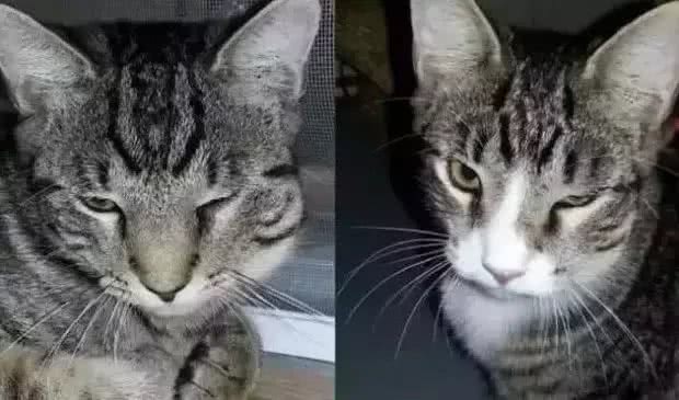 福懋动物医院：犬猫面部突然扭曲，警惕这5种疾病