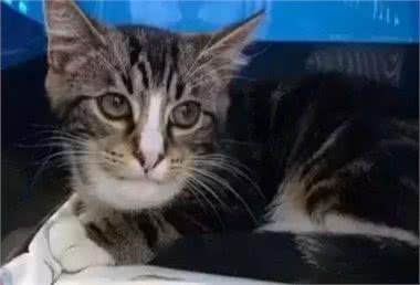 福懋动物医院：犬猫面部突然扭曲，警惕这5种疾病