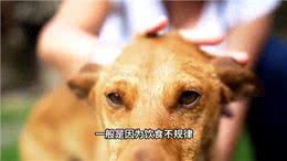 狗狗呕吐的5种常见病因及应对方法