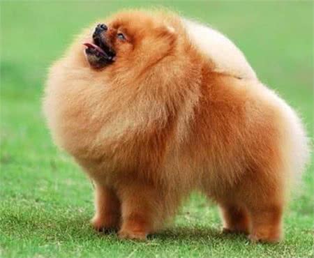 宠物狗狗博美犬怎么喂养?博美犬的喂养技巧