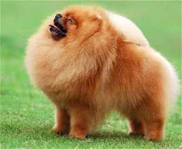 宠物狗狗博美犬怎么喂养?博美犬的喂养技巧