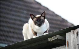 泰国贵族短毛猫，猫中之狗暹罗猫