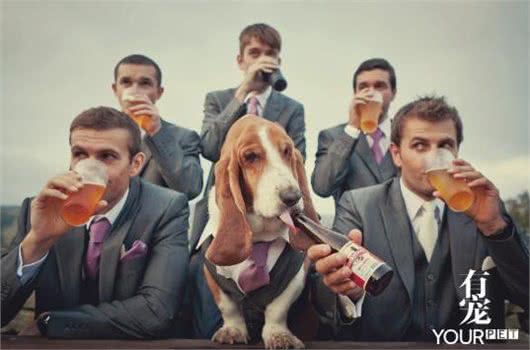 拿破仑的巴吉度猎犬拥有亲王待遇狗窝垫清朝运来的丝绸