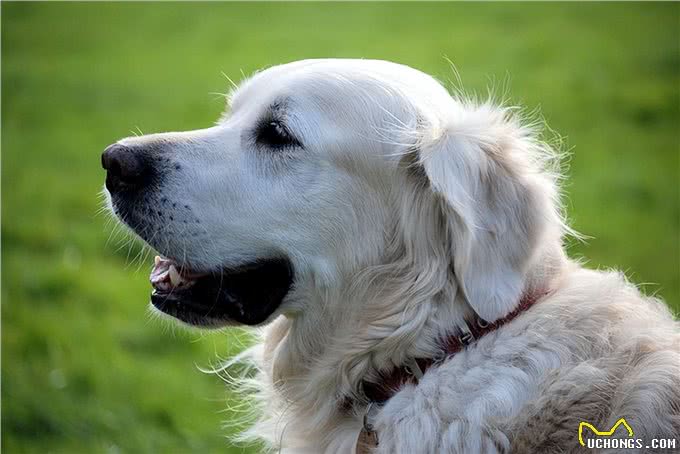 梵希娅洗护课堂丨告别狗味,洗澡让爱宠与你更亲近!