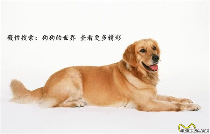 四步训练狗狗拒食生人食物让狗狗不再贪吃