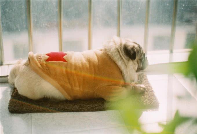 养巴哥犬最可怕的事情，就是一边后悔一边养着