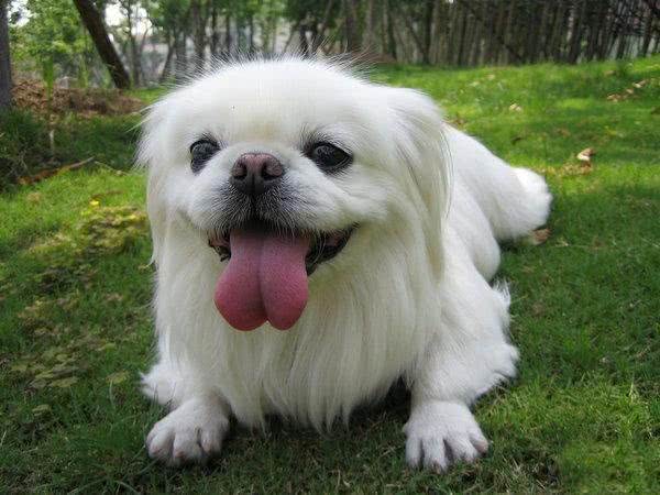 慈禧的最爱，京巴犬的前世今生