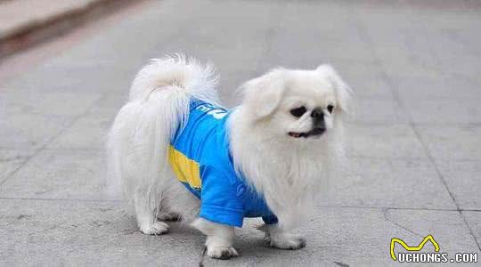 慈禧的最爱，京巴犬的前世今生