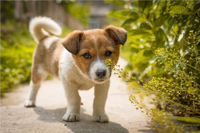 幼犬都了能吃什么,饮食方法参考