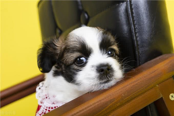 幼犬都了能吃什么,饮食方法参考